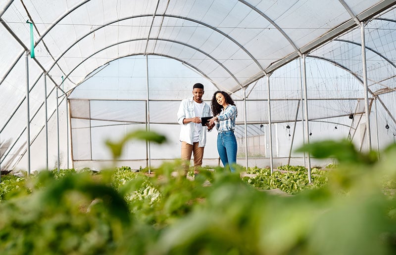 Two people inspecting a crop in a greenhouse