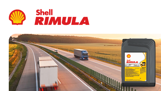 Shell Rimula Shell Rimula