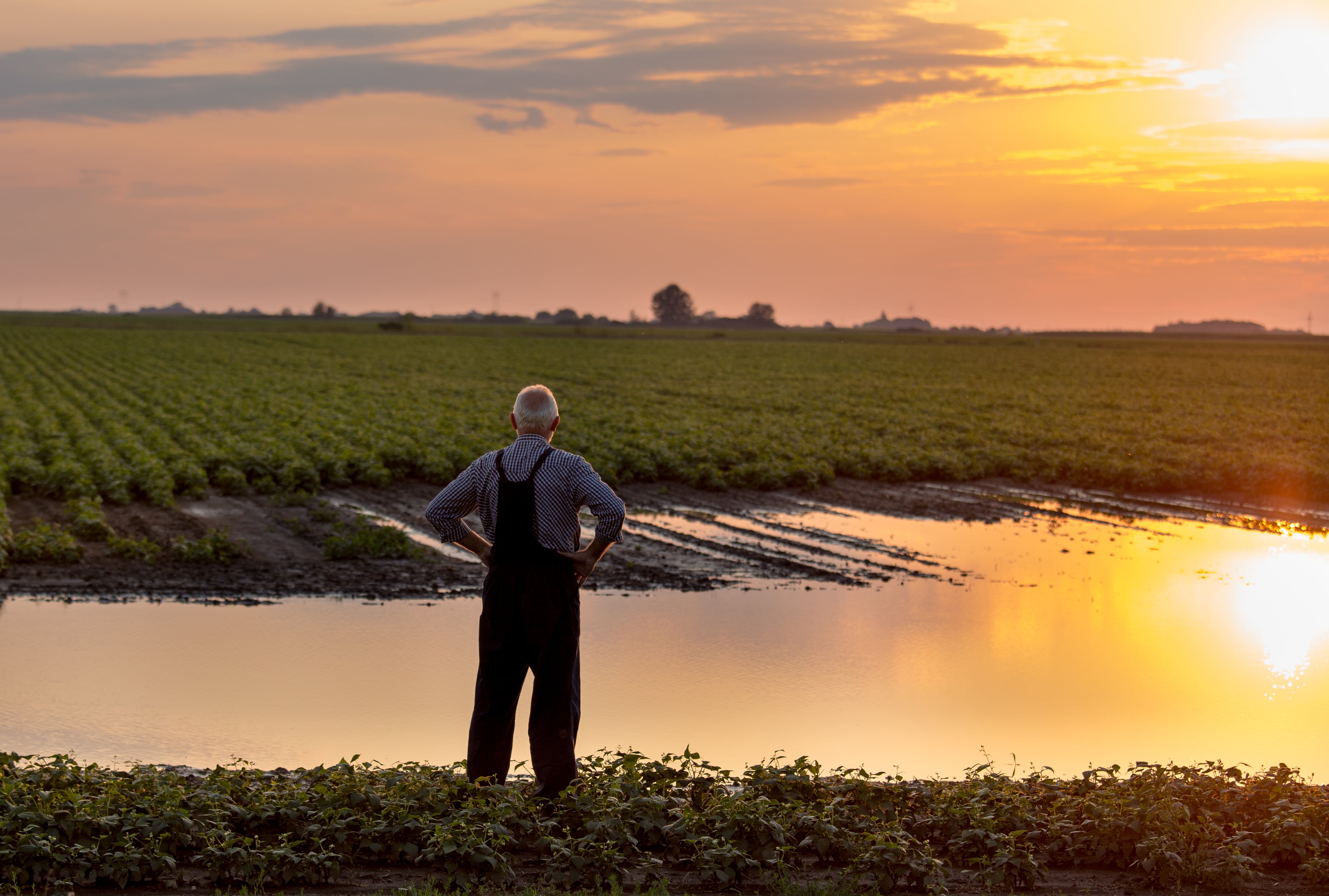 Man inspecting crops