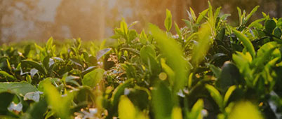 Green plants growing in the sunlight