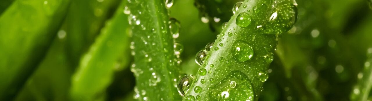 Aloe Vera plant