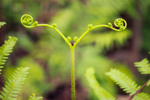 A green leaf sprouting