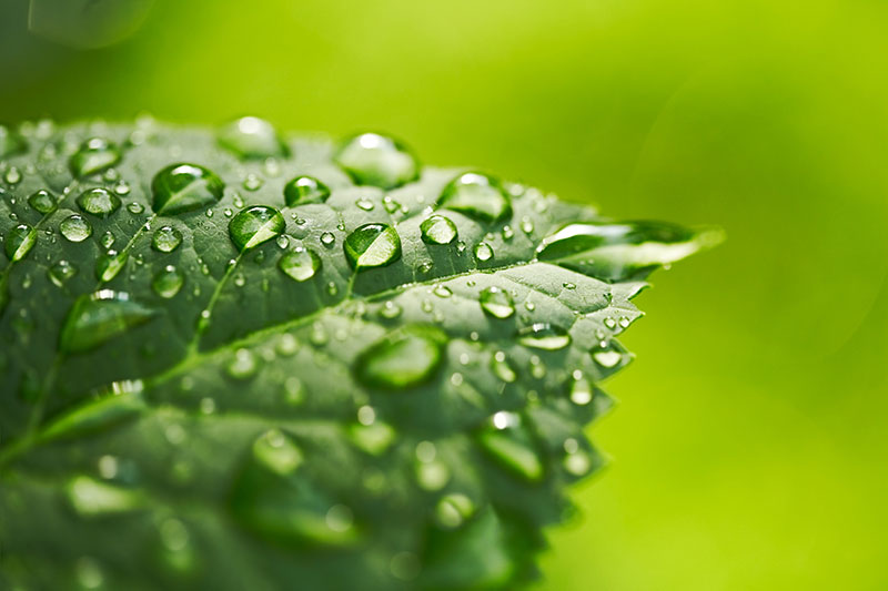 A macro shot of water droplets on a leaf