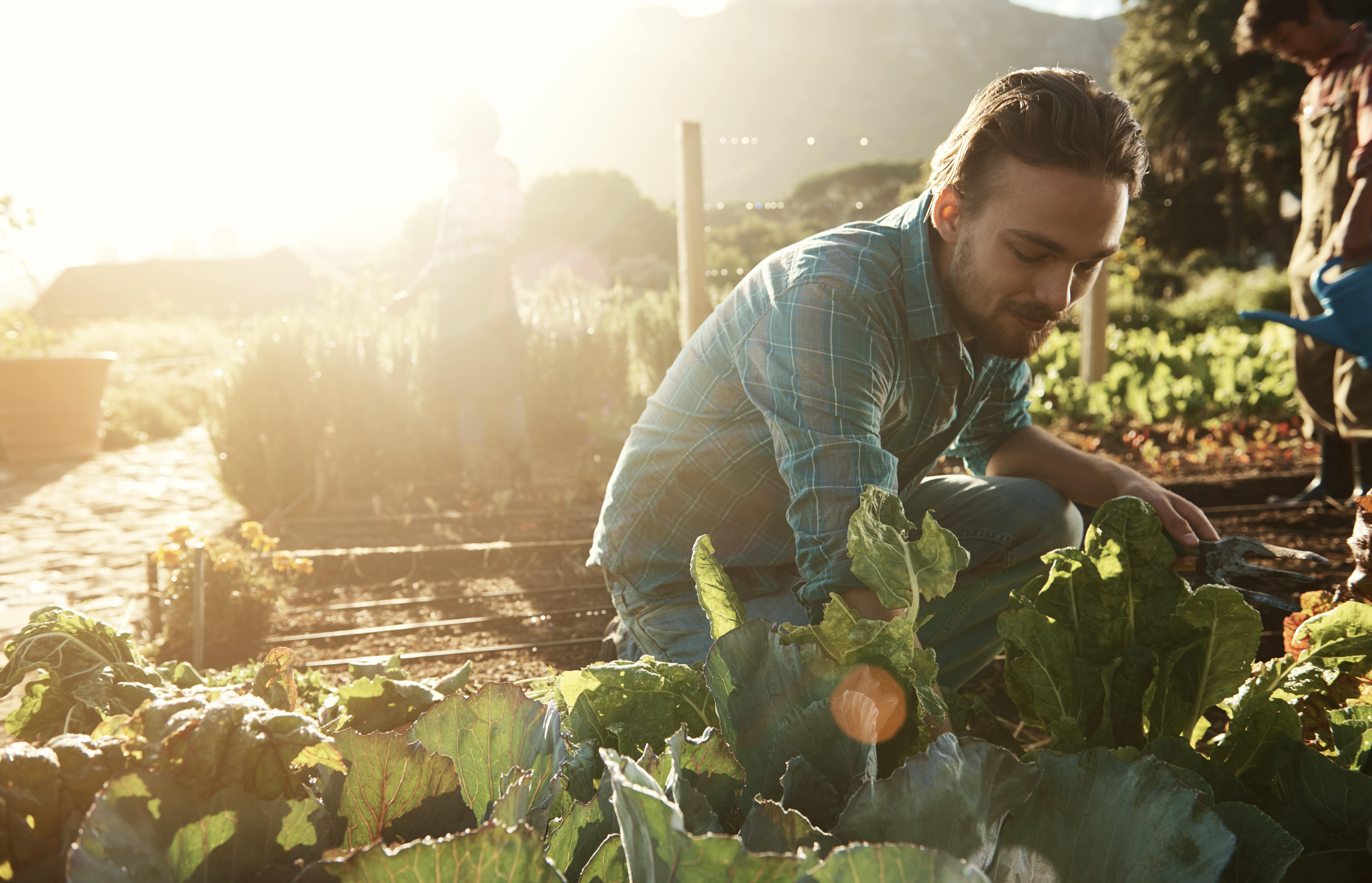 A man working on a farm with vegetables
